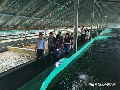 黄海水产研究所 黄条鰤工厂化循环水养殖技术示范 通过现场验收